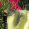 Wohndecke | 100% Bio-Baumwolle | Design 64 Doubleweave | Farbe: Gelb / Ozean